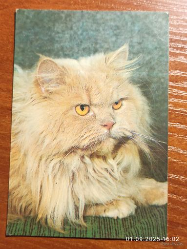 Календарик 1993 Кошка