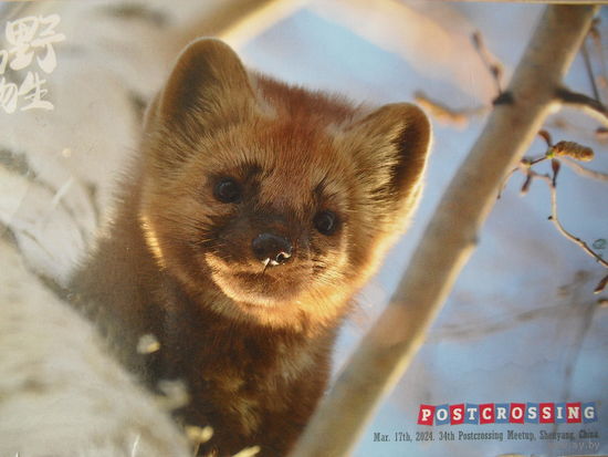 ПОДПИСАННАЯ ОТКРЫТКА. КИТАЙ. ВСТРЕЧА ПОСТКРОССЕРОВ. ПОСТКРОССИНГ. ФАУНА.
