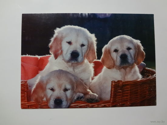 Календарик 1998 г. Щенки.