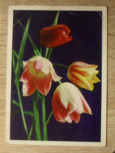 ПОДПИСАННАЯ ОТКРЫТКА СССР. "ТЮЛЬПАНЫ". ФОТО. Г. КОСТЕНКО. 1971 ГОД.
