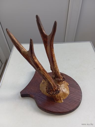 Рога косули, длина 170 мм