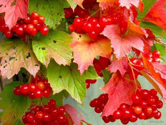 Калина Красная Трехлопастная Саженец ЗКС 2 года, (морозостойкая, медонос, живая изгородь)