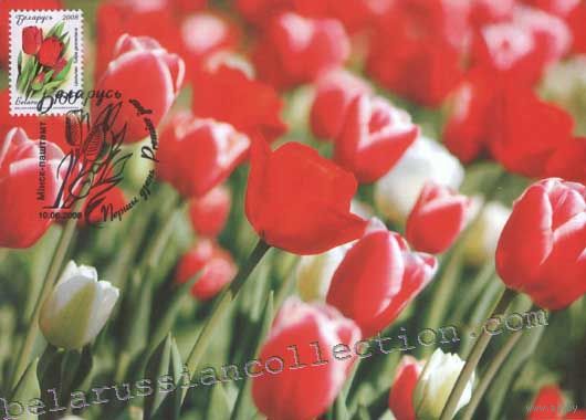 Картмаксимум "тюльпаны"