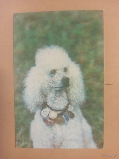 Календарь 1990 большой белый пудель