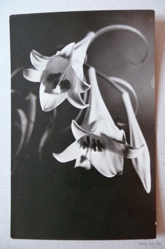 Баш Я., Лилии; 1967, подписана.