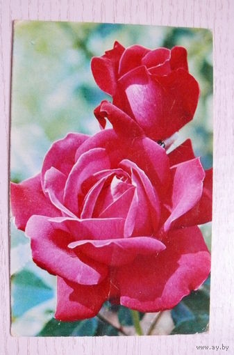 Матанов Н., Роза; 1973, подписана (размер 9*14).
