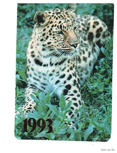 Календарик 1993 Снежный барс Фото Р. Папикьяна