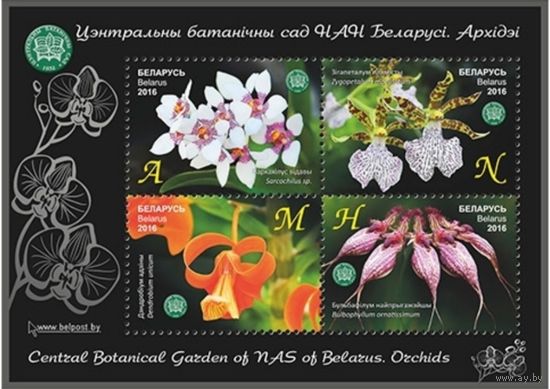 Центральный ботанический сад Беларуси. Орхидеи, 2016, малый лист