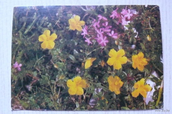 Цветы; подписана, Австрия, п/п ~1982, марка 1973.