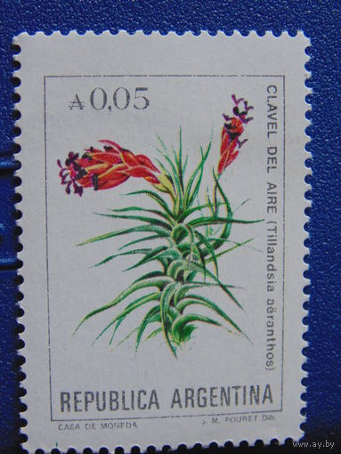 Аргентина. Цветы.