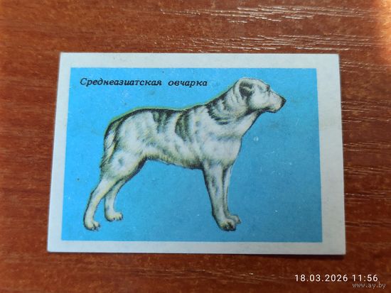 Спичечная этикетка Среднеазиатская овчарка