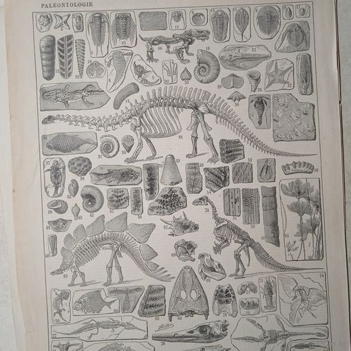 PALEONTOLOGIE.     Энциклопедическая гравюра.  кон.19в. 31х24см.  Франция .