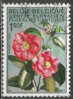 Бельгия. Выставка цветов. Камелия. 1970г. Mi#1580.