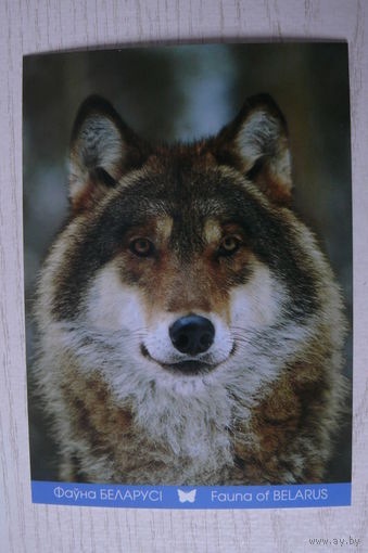 2014, Беларусь, Белпочта; Плыткевич С., Волк.