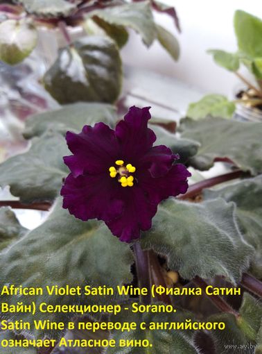 Фиалка - листок ---African Violet Satin Wine (Фиалка Сатин Вайн)