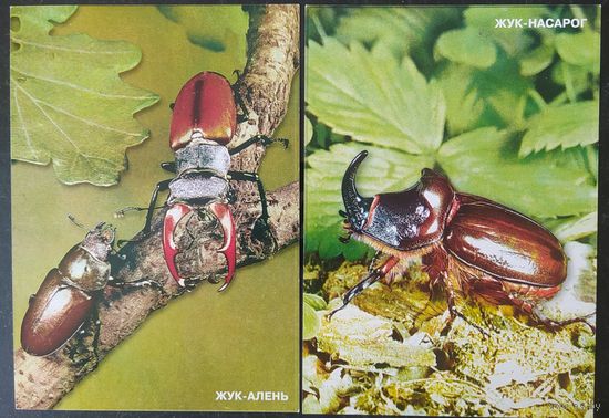 Беларусь 2001 КМ жуки .