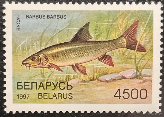 Беларусь 1997. Редкие виды рыб. Усач. Марка из серии