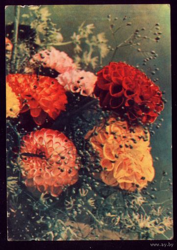 1965 год А. и М.Ананьины Георгины помпонные