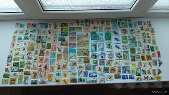 Почтовые марки( животные )