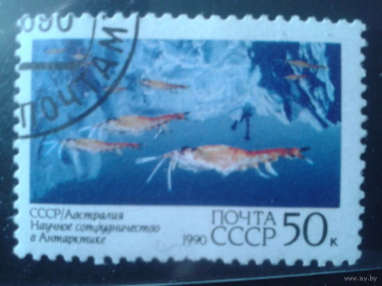 1990 Криль, концевая