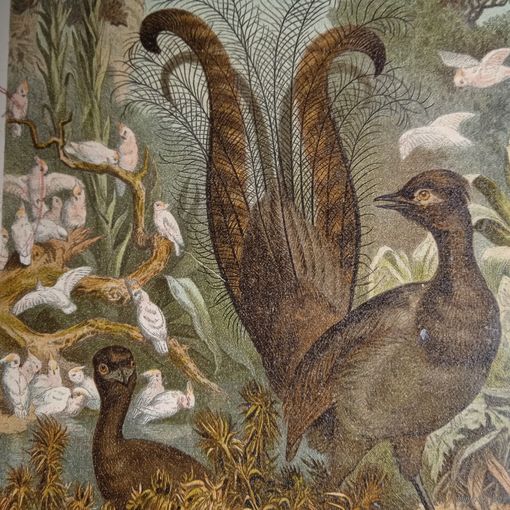 ЛИРОХВОСТЪ хромогравюра 19 в. Спб.  РАСПРОДАЖА КОЛЛЕКЦИИ.