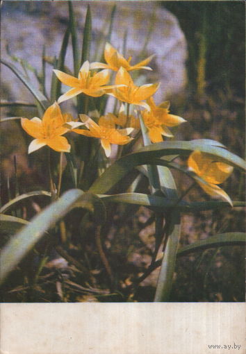 Чистая открытка "Дикий тюльпан" фото Б. Раскин