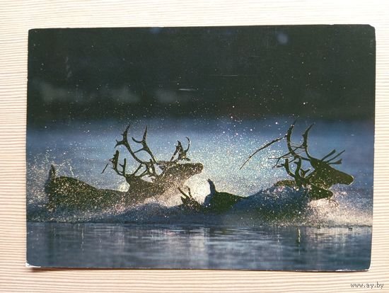 О-12. ПОДПИСАННАЯ ОТКРЫТКА. ЯПОНИЯ. ЯПОНСКИЕ ОЛЕНИ.