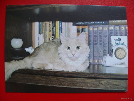 Кондратьев А.(фото), Кот-книголюб, 1989, чистая.