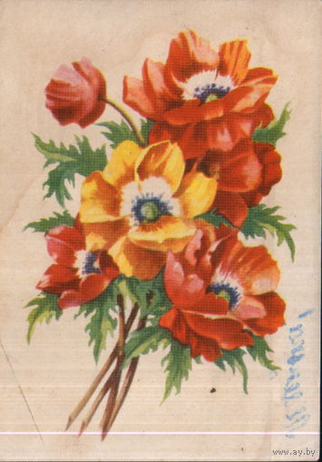 Подписанная открытка 1960-ые гг. БССР "Маки" худ. В. Зеленов (черн.)