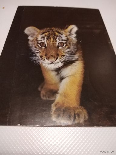 Открытка. Амурский тигренок. 1987г.