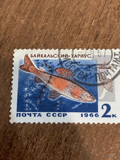 СССР 1966. Байкальский хариус. Марка из серии