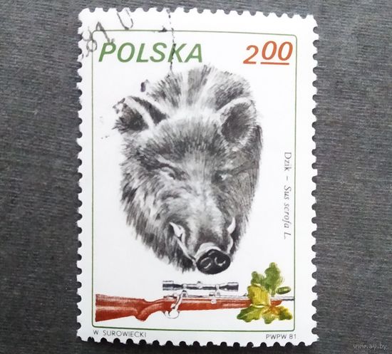 Марка Польша 1981 год Фауна  Охота