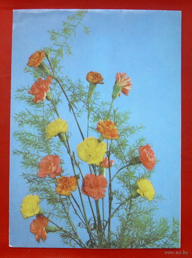Фото Шарова. Чистая. Двойная. 1988 года. 336.