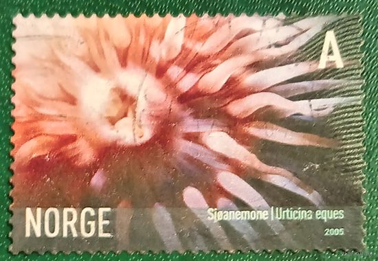 Норвегия 2005. Актиния