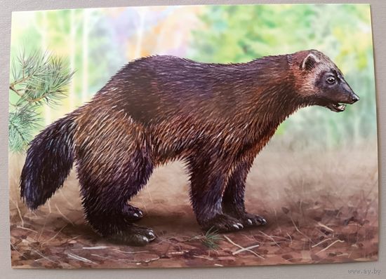Росомаха. Открытка, глянец