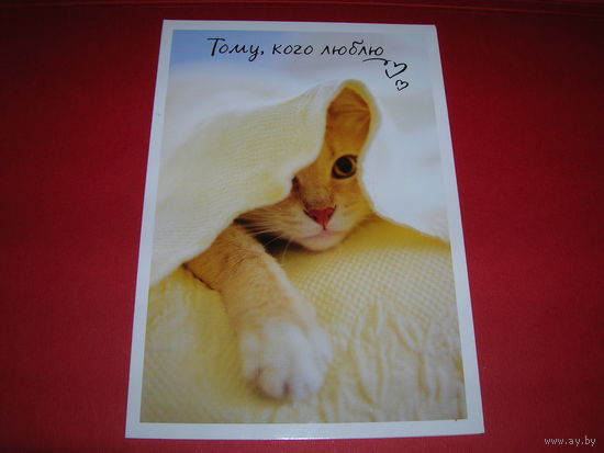 Тому, кого люблю Котенок Россия Hallmark Двойная чистая