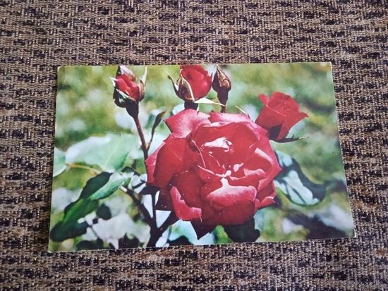 Красная роза. Чистая. 1973 г фото Матанова.