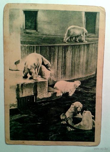 Открытка 1931г. Московский зоопарк