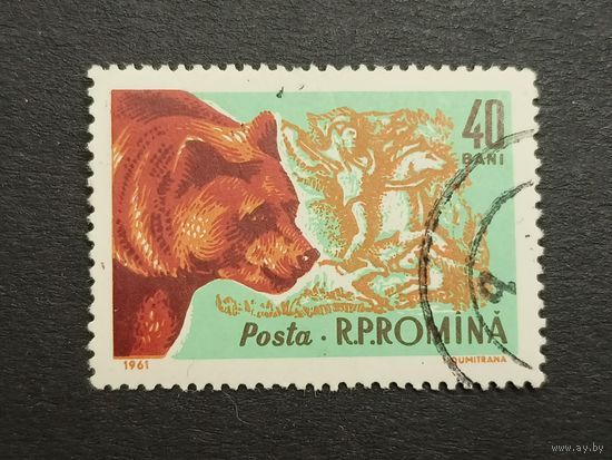 Румыния 1961. Животные. Аляскинский бурый медведь