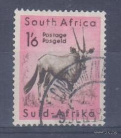 [1903] ЮАР 1954. Фауна.Антилопа. Гашеная марка.