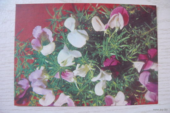 Максимов Б., Цветы; 1973, чистая, ДМПК.