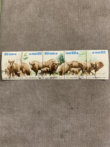Польша 1981. Зубры. Сцепка