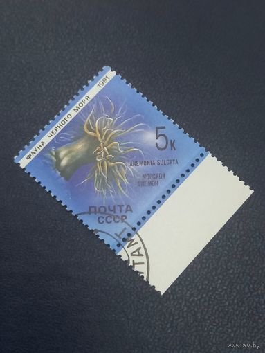 1991г. СССР. Фауна Чёрного моря