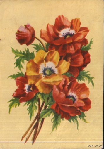 Подписанная открытка 1960-ые гг. БССР "Маки" худ. В. Зеленов (син.)