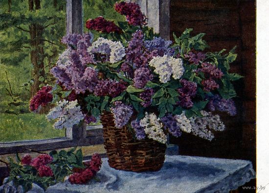 Открытка, почтовая карточка,  1952    Сирень у окна КОНЧАЛОВСКИЙ