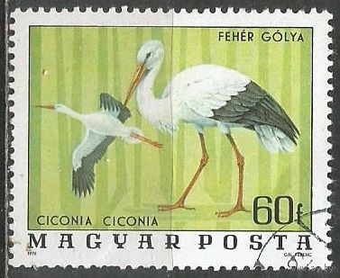 Венгрия. Национальный парк. Белый аист. 1977г. Mi#3172.