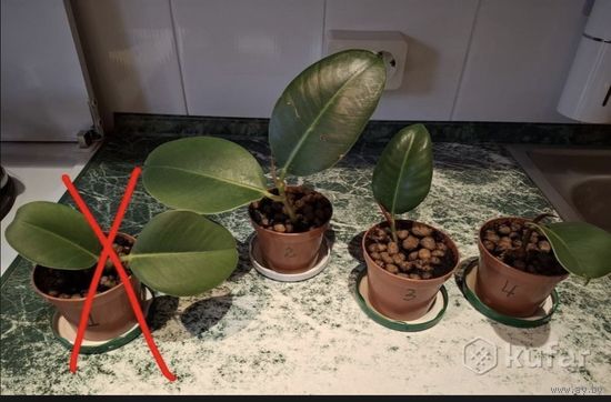 Рассада фикуса