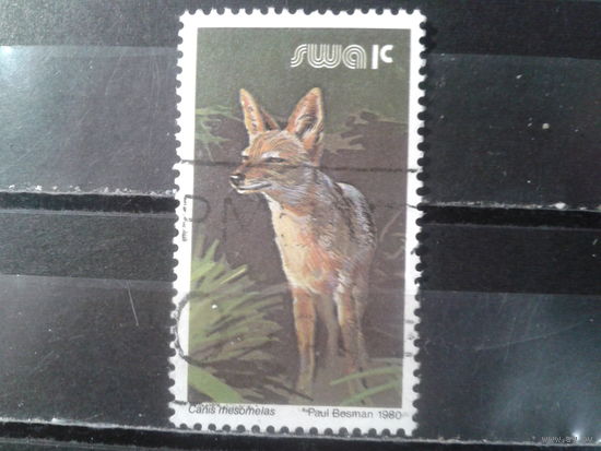 Юго-западная Африка, 1980. Черноспинный шакал