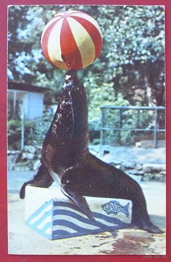 Лель. Чистая. 1971 года. 620.