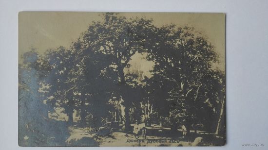Открытка до 1917. Дюкер. Дубовый лес